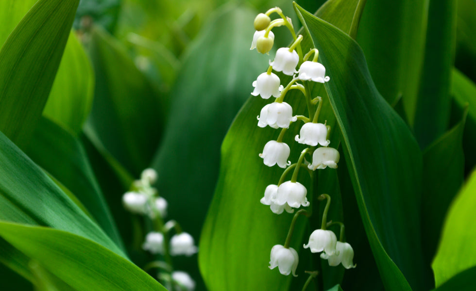 All You Need To Know About Lily Of The Valley - blog | livlong.co.za
