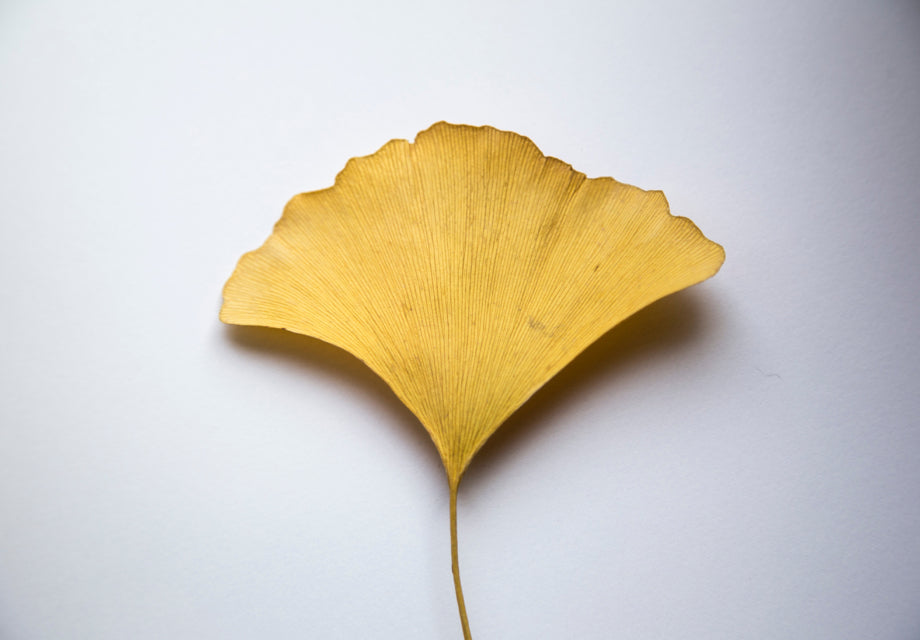 The Amazing Story Behind Ginkgo Biloba Herbal Tea - blog | livloNG.co.za