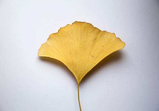 The Amazing Story Behind Ginkgo Biloba Herbal Tea - blog | livloNG.co.za