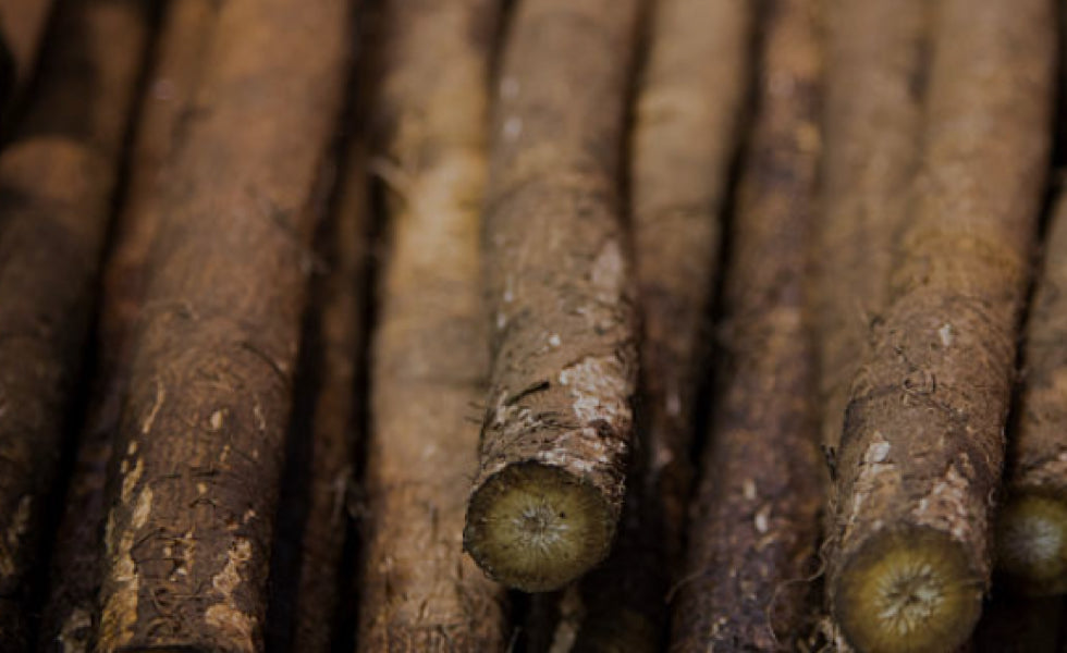 4 Spectacular Benefits Of Burdock Root - blog | livlong.co.za