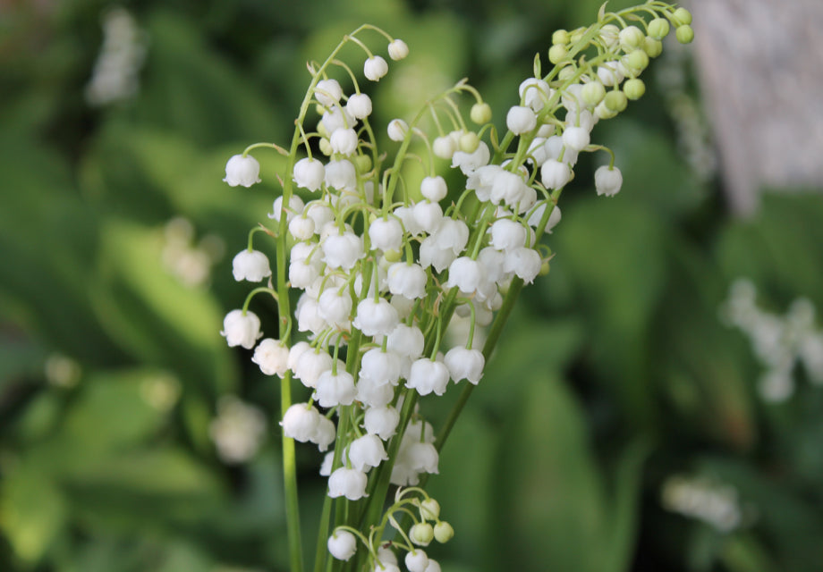 Discover Lily Of The Valley Tea’s Rich History & Health Benefits - blog | livloNG.co.za