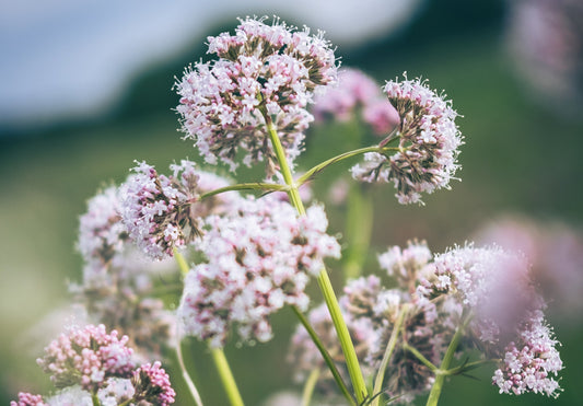 Relaxed And Dreamy Valerian…What Is It? - blog | livloNG.co.za