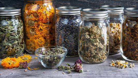 The Significance of Herbal Remedies in Southern Africa | livlong.co.za