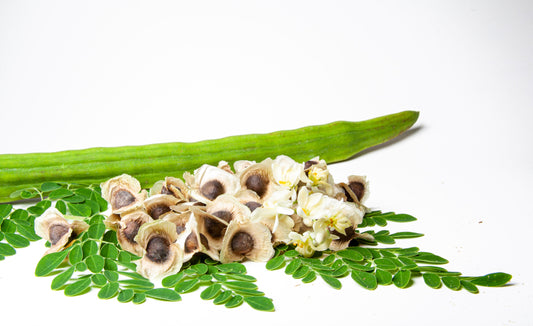 The Wonderful Benefits Of Moringa Seeds - blog | livlong.co.za