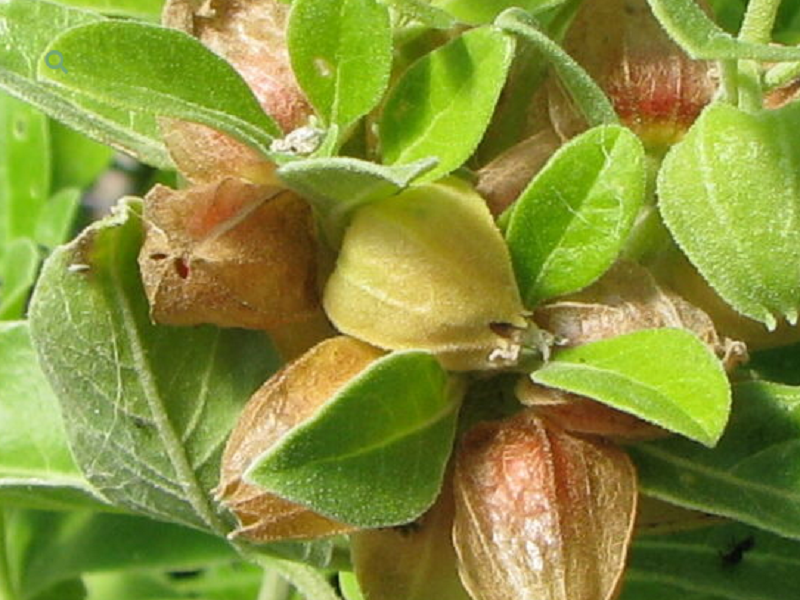 The Wonders of Winter Cherry (Ashwagandha)